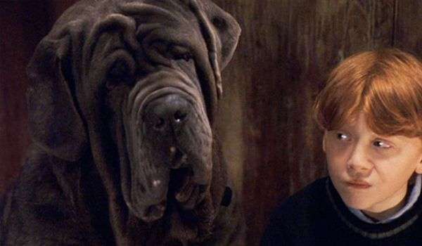 Fang Harry Potter Dog Breed image warner bros (With images ...