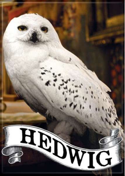 Harry Potter Hedwig The Owl Photo Image And Name ...
