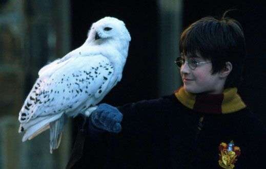 My Patronus is a owl and her name is Bestwig