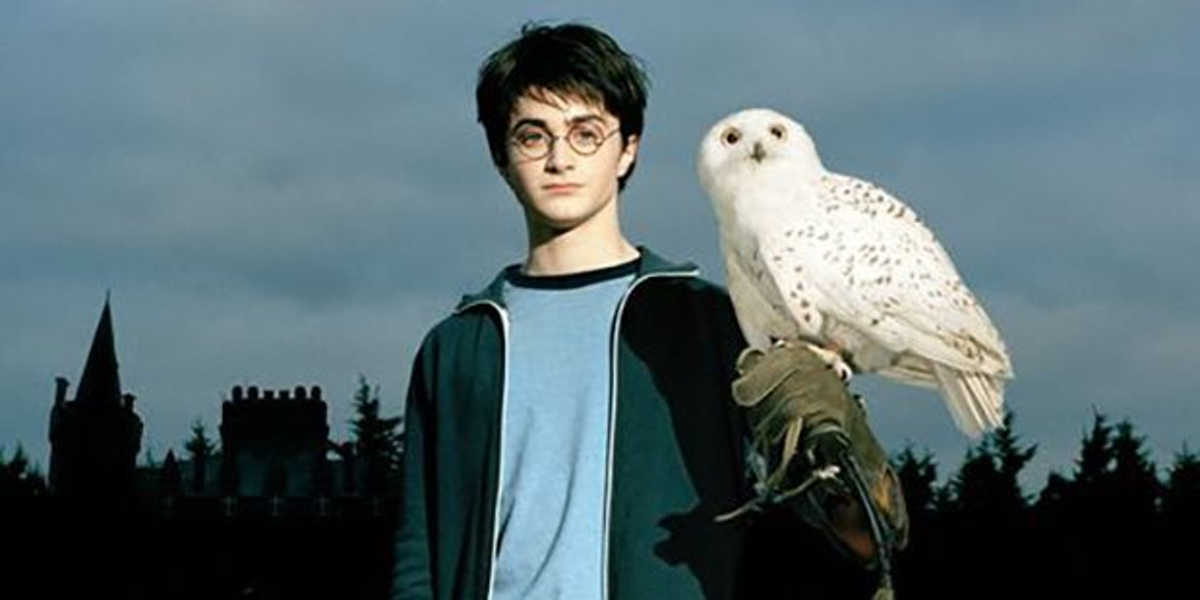 Owl Sale Surge Linked To Muggles Wishing They Were Harry ...