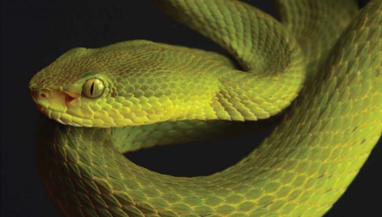 Researchers Named a Snake After Salazar Slytherin of Harry Potter